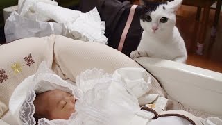 猫 赤ちゃんと初対面Cat First Meeting with Baby