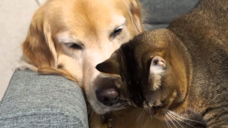 犬が大好きな猫 Cat & Dog are best friends