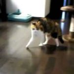 二足歩行する猫