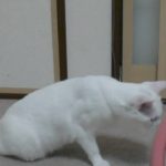 衝撃！おもしろねこ動画!白猫が袋にびっくり激突大ジャンプ Funny Cat Videos surprised back jump
