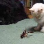 ザリガニと戦うぬこ　Fight of crawfish and the cat