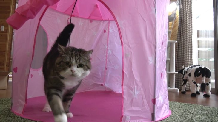 ラブリーテントとねこ。-A cute tent and Maru.-