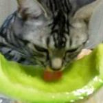 猫　おもしろムービー（メロンを食べるねこ） (The cat which eats a melon)