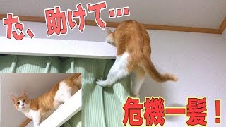 【衝撃】高いところから降りれなくなった猫の救出劇！滑り落ちそうになるハプニングも！？