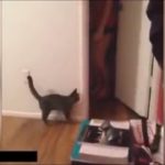【猫びっくり】驚きのあまり飛び跳ねた猫の跳躍が凄すぎる！