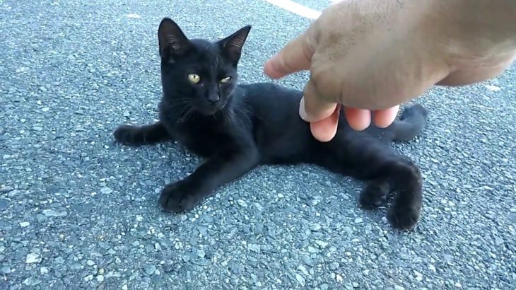 駐車場の野良猫、黒猫の子猫がかわいい