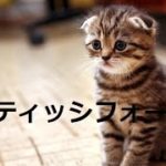 【人気のねこ】大人気スコティッシュフォールド集合✰超カワイイ癒しの猫