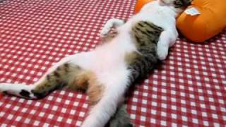 おっさんのように寝る猫 – Cat sleep like a man