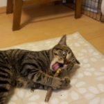 【カワイイ！】マタタビで完全に酔っ払う猫が面白い！【すず/コテツ】