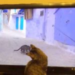 TVに夢中～「ネコ歩き」を見るネコ～