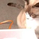 おもしろどうぶつビデオ 猫の玉三郎