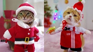 猫 可愛い 猫 おもしろ コスプレ動画【Cute Cat Santa Claus】