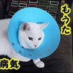 👀【病気 泣ける話】飼い猫が乳癌になってもうた・招き猫ちゃんねる