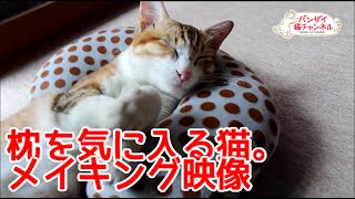 枕を気に入る猫のメイキング映像。Cats love pillow. Just a fit.Making the video.