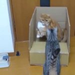 【ドッキリ】 箱に入った猫を猫がびっくりさせた結果ｗｗｗ