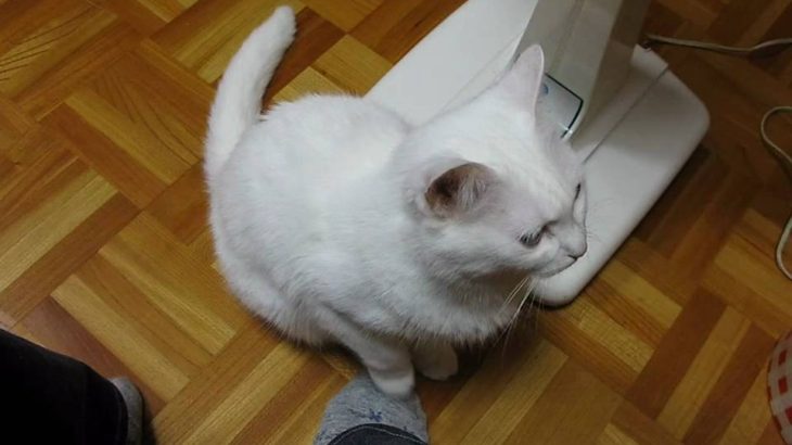 踏まれると、そっと踏み返す猫　Cute Cat LOVES to step on my foot back