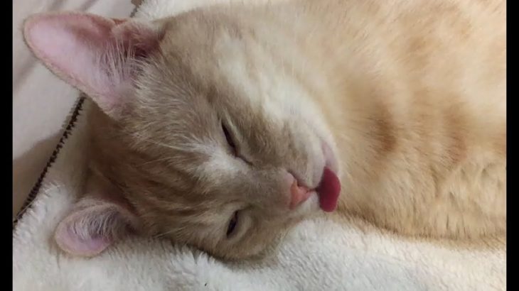 舌を出したまま寝る猫がカワイイ！
