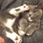 可愛いポーズで抱っこを拒否する猫ちゃん😻❤️【PECO TV】