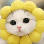「猫かわいい」 すごくかわいい子猫 – 最も面白い猫の映画2017 #110