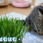 【カワイイ！】猫草が大好き！むしゃむしゃ食べる猫【すず/コテツ】