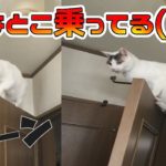 【ハプニング】うちの猫がドアの変な部分に乗ってしまいましたｗ【救出劇】