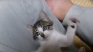 【ねこ】かわいい子猫のやる気の無い猫パンチ！　cute kitten