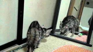 鏡にビビる猫
