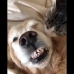 「絶対笑う」最高におもしろ犬,猫,動物のハプニング, 失敗画像集 #9