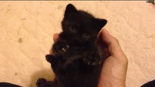 かわいいかわいい黒ネコちゃん a lovely cat