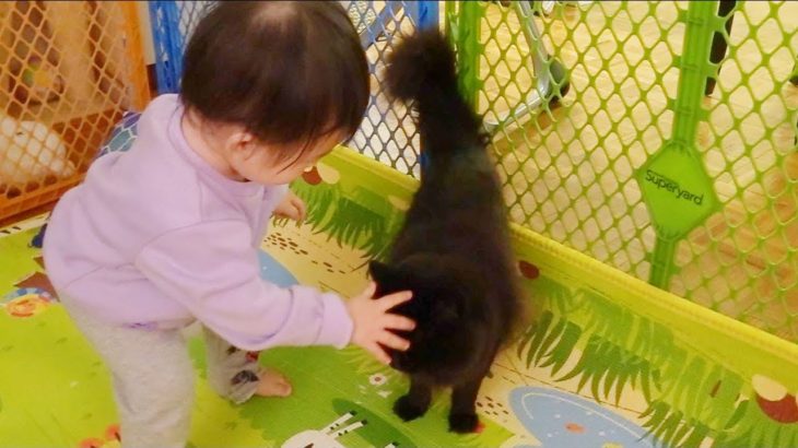 赤ちゃんがねこにチューしたら別ねこが激しくジェラシー Baby kissed a cat but then another cat become jealous
