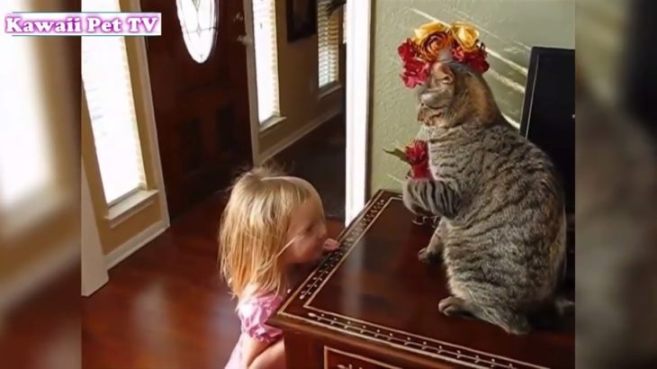 猫と赤ちゃんの戦い・猫に怒られた赤ちゃんの面白い動画・猫と赤ちゃんのハプニング