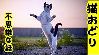 【猫不思議】飼い猫に「猫踊り」をさせる米屋さんの話(子猫缶 威嚇 ネズミ 動画 風呂 鳴き声 可愛い 喧嘩 面白 怒 里親)招き猫ちゃんねる