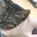 腕を枕にしてくる猫がカワイイ！【すず/コテツ】