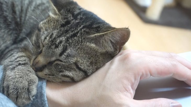 腕を枕にしてくる猫がカワイイ！【すず/コテツ】