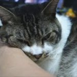 驚き！まったり寝てたはずが・・・☆パパの手を枕にして寝る猫リキちゃん☆かわいい寝姿を見てたらびっくり！【リキちゃんねる　猫動画】Cat video　キジトラ猫との暮らし