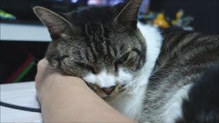 驚き！まったり寝てたはずが・・・☆パパの手を枕にして寝る猫リキちゃん☆かわいい寝姿を見てたらびっくり！【リキちゃんねる　猫動画】Cat video　キジトラ猫との暮らし