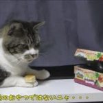 自分の食べれるもの、食べれないものがちゃんとわかる猫リキちゃん☆チョコパイはいらないよ！【リキちゃんねる　猫動画】Cat video　キジトラ猫との暮らし
