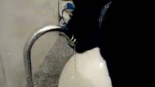 面白　猫　ネコ　ねこ　たっちゃん　またまた手で水を飲む　Taku drinking water