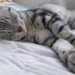 母ちゃんのベッドでばたんキューが可愛い猫❤あめちゃん自宅警備ではしゃぎ過ぎ… -Cat Fall Asleep Instantly On My Bed