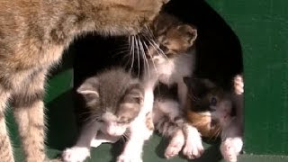 生後3週間 よちよち歩きのハプニング  猫(子猫)が赤ちゃん産みました2 Cat Giving Birth