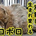 【感動 泣ける話 猫】 ボロボロの状態で発見された野良猫。 保護から1日で別猫へと生まれ変わる ・招き猫ちゃんねる