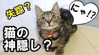 ねこ、まさかの神隠し – Cat disappeared – 【猫(=‘ｘ‘=)】