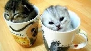 【人気のねこ】マンチカン集合✰超カワイイ癒しの猫