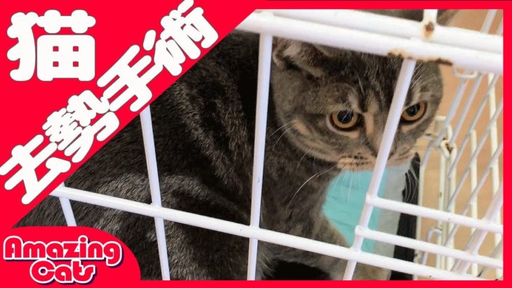 猫の去勢手術ドキュメンタリー【決断の時】雄猫と暮らす最初の試練