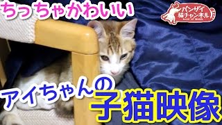 【猫かわいい動画】アイちゃんの子猫時代の映像公開！ちっちゃかわいい時があったんです。