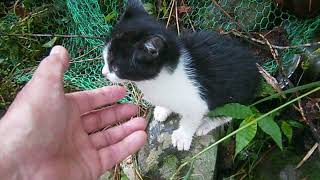 ビックリ、裏山から野良の子猫ちゃんがやって来た～（１）　A stray kitten came from the mountain(1)【いなか猫１７６９】japanese funny cat
