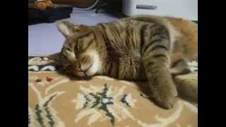 ☆寝ている猫にちょっかい♪ 寝ぼけている顔がかわいい！ play a prank on sleeping cat（ ねこ、ネコ、ペット、動画、動物、youtube）