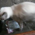 ハプニング映像！カメラに激突する白猫ちゃん（痛）Happening ！Cat to hit the camera【いなか猫１７８８】japanese funny cat