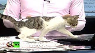 【放送事故】朝のニュースに猫が映り込むハプニング。結果、その野良猫はスタッフが連れ帰りました。