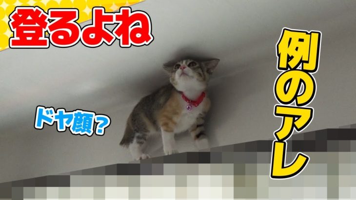 【猫】キャットタワーとその先をエンジョイする子猫たま：28日目【Kitten】